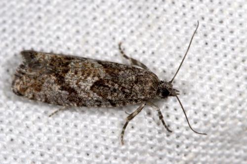 Zeiraphera griseana