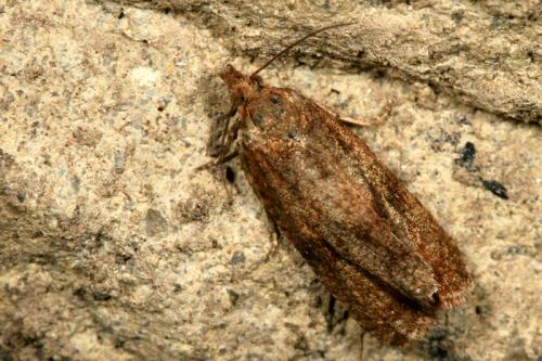 Réf. 30 213 : Celypha striana
