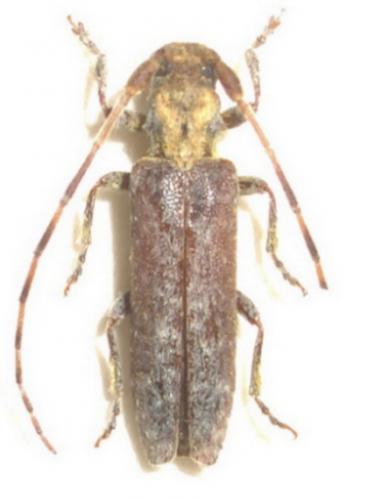 Réf. 30 935 : Deroplia genei