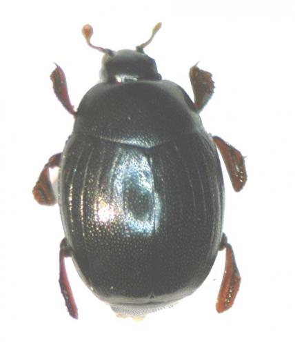 Réf. 30 713 : Dendrophilus punctatus punctatus