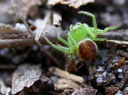 Réf. 30 880 : Diaea dorsata