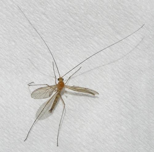 Macrocera sp.