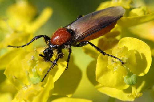 Réf. 30 715 : Bibio hortulanus