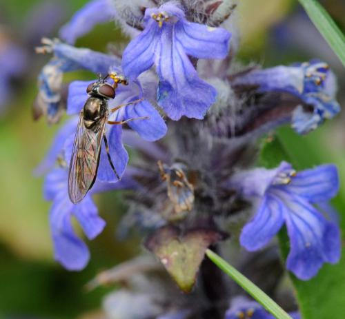 Platycheirus sp.