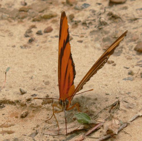 Réf. 30 967 : Dryadula phaetusa