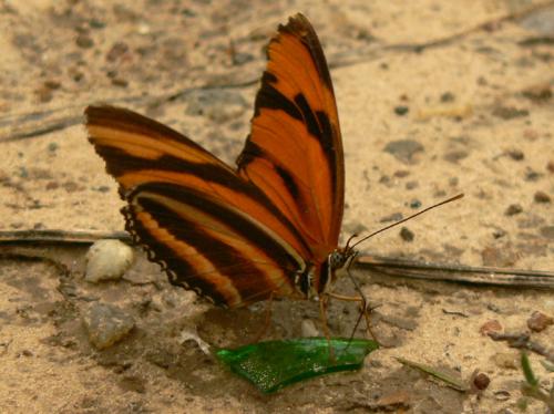 Réf. 30 968 : Dryadula phaetusa