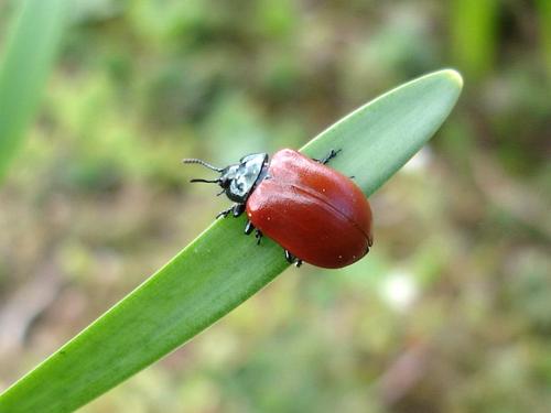 Chrysomela populi