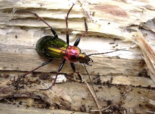 Réf. 30 379 : Carabus auronitens