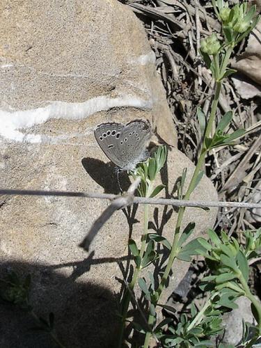 Glaucopsyche melanops