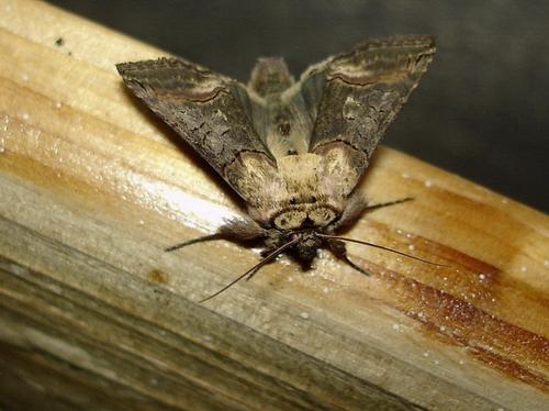 Abrostola sp.