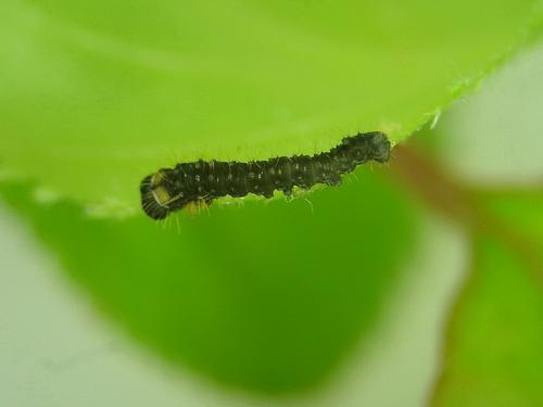 Réf. 30 493 : Endromis versicolora