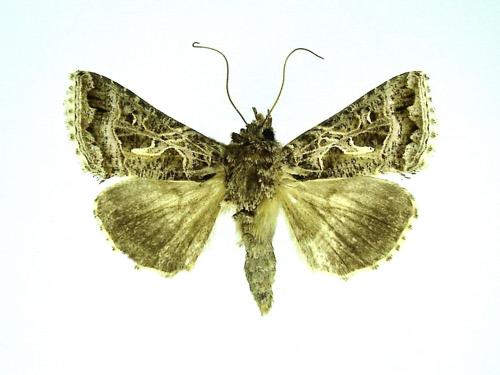 Réf. 30 560 : Thysanoplusia daubei