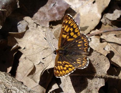 Réf. 30 637 : Hamearis lucina