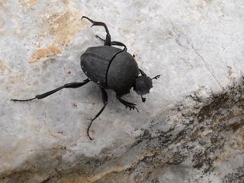 Sisyphus schaefferi