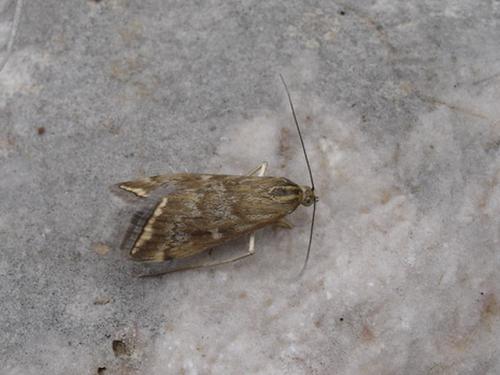 Réf. 30 885 : Loxostege sticticalis