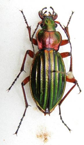 Carabus auronitens auronitens