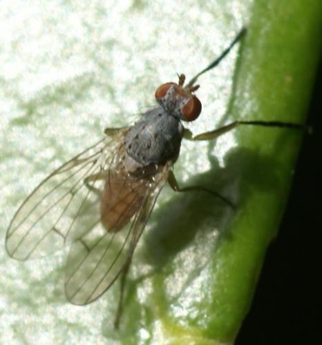 Réf. 30 094 : Tephrochlamys tarsalis