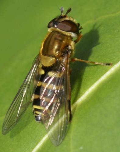 Réf. 30 165 : Syrphus ribesii