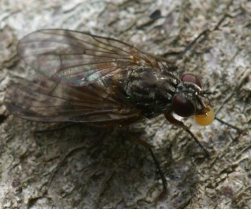 Phaonia subventa