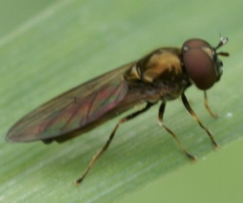 Melanostoma sp.