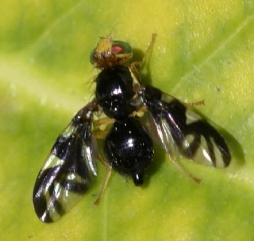 Euleia heraclei