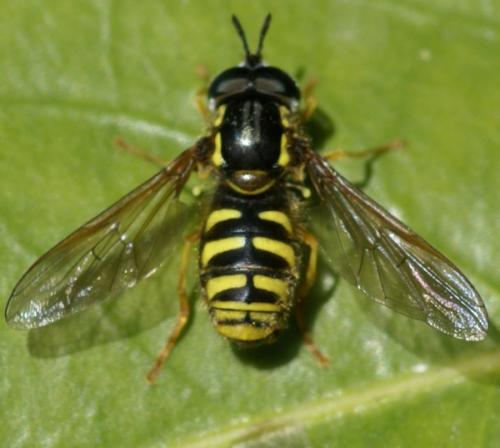 Chrysotoxum sp.