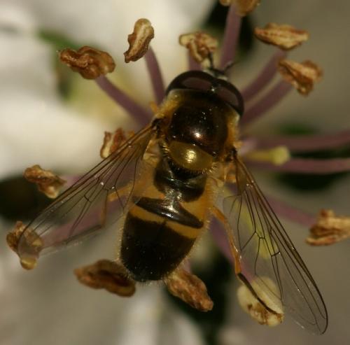 Epistrophe eligans