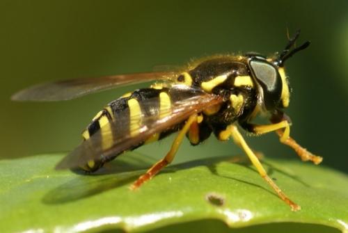 Réf. 30 100 : Chrysotoxum vernale