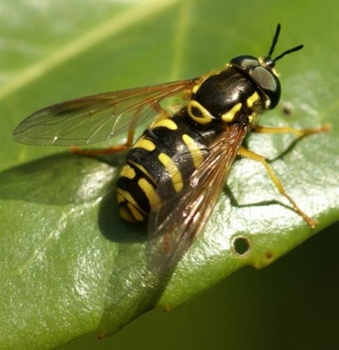Réf. 30 099 : Chrysotoxum vernale