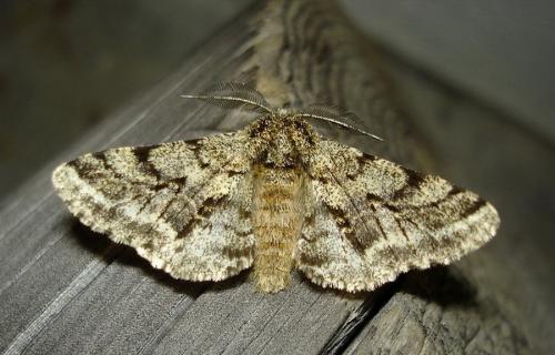 Réf. 30 047 : Lycia hirtaria
