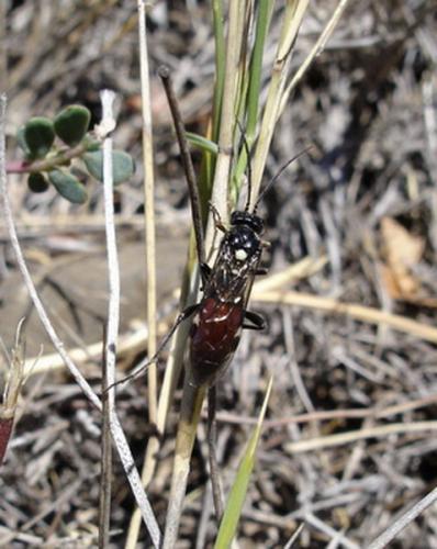 Tenthredopsis sp.