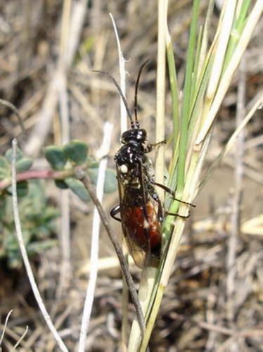 Tenthredopsis sp.