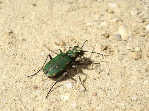 Cicindela campestris