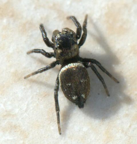 Heliophanus cupreus