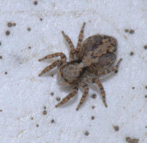 Pseudeuophrys lanigera