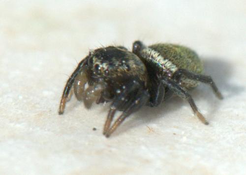 Heliophanus cupreus