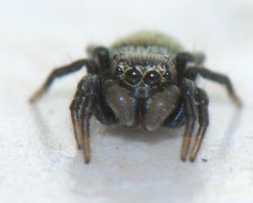 Réf. 30 620 : Heliophanus cupreus