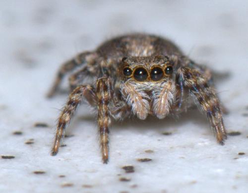 Pseudeuophrys lanigera