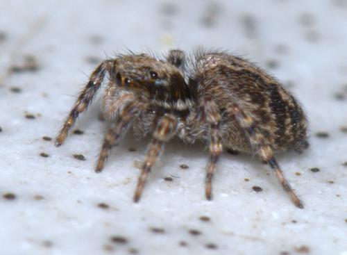 Pseudeuophrys lanigera