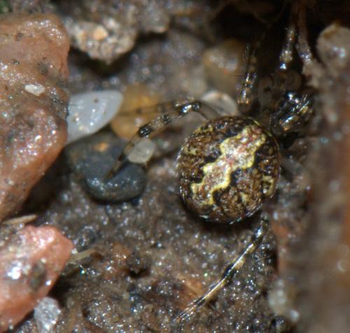 Theridion mystaceum