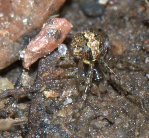 Réf. 30 975 : Theridion mystaceum