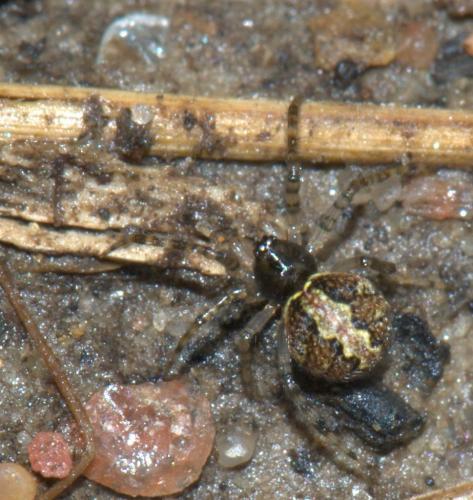 Theridion mystaceum