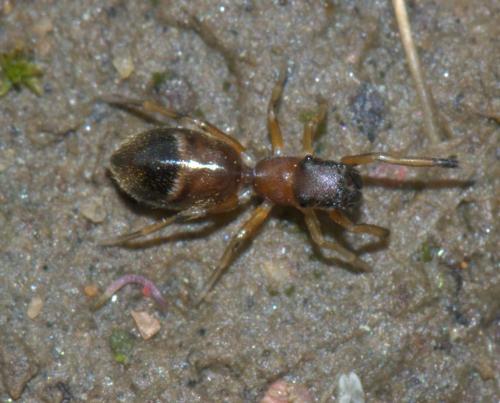 Réf. 30 727 : Myrmarachne formicaria