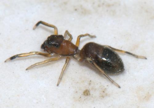 Myrmarachne formicaria