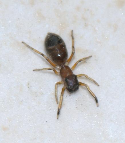 Réf. 30 728 : Myrmarachne formicaria