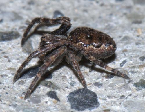 Réf. 30 085 : Nuctenea umbratica