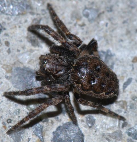 Réf. 30 086 : Nuctenea umbratica
