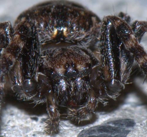 Réf. 30 087 : Nuctenea umbratica