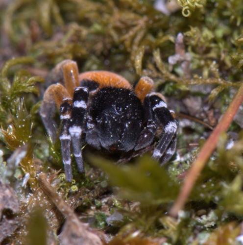 Eresus kollari