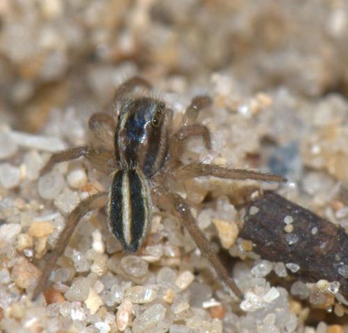 Réf. 30 392 : Phlegra bresnieri